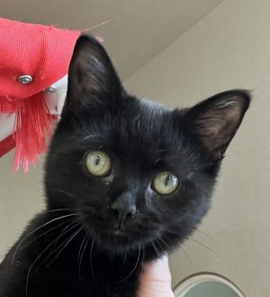 Gracie, Young Female unknown