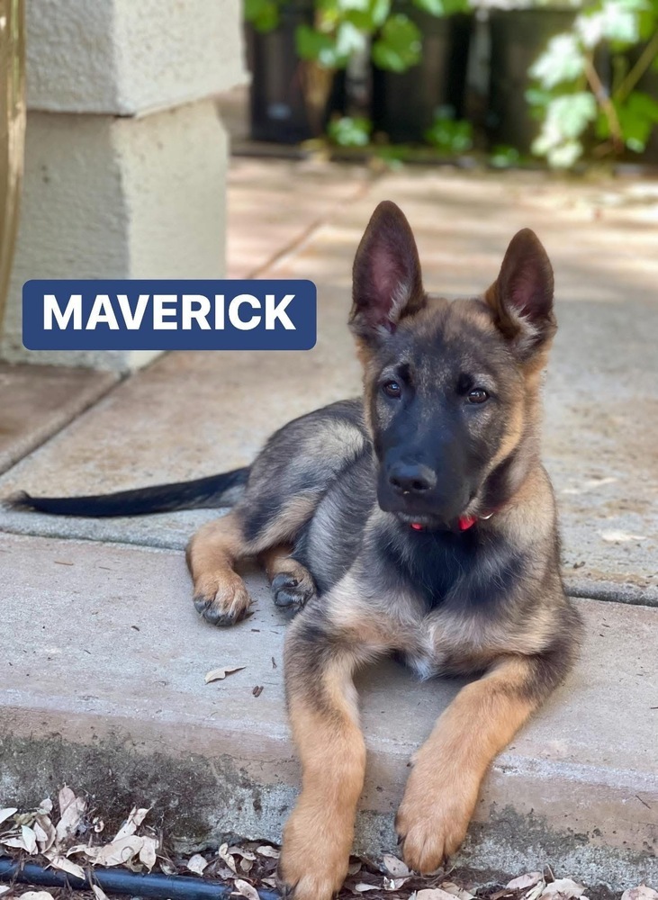 Adopt Maverick