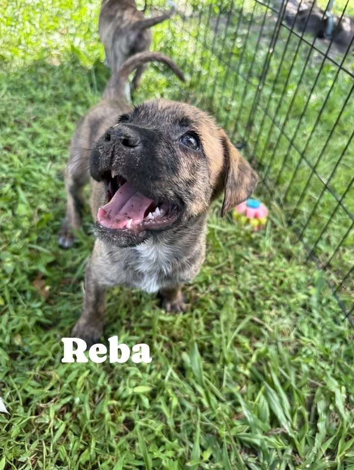 Reba