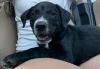 Benny photo 1