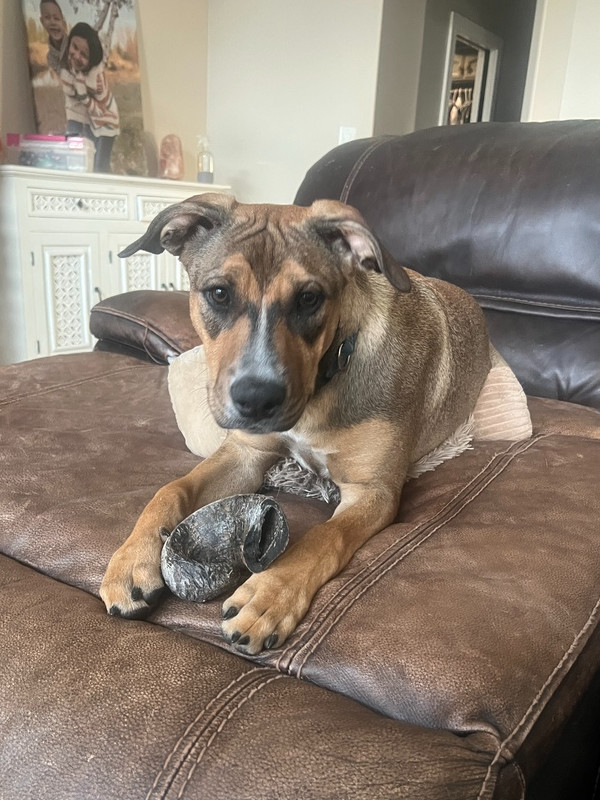 November, an adoptable Labrador Retriever in Spokane, WA, 99207 | Photo Image 2