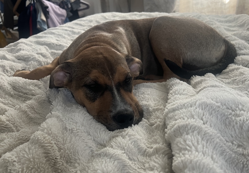 November, an adoptable Labrador Retriever in Spokane, WA, 99207 | Photo Image 4