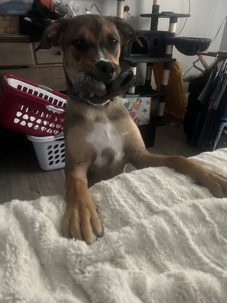 November, an adoptable Labrador Retriever in Spokane, WA, 99207 | Photo Image 5