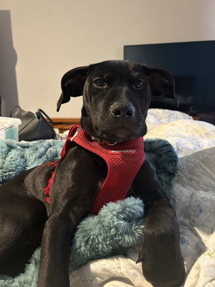 August, an adoptable Labrador Retriever in Spokane, WA, 99207 | Photo Image 1