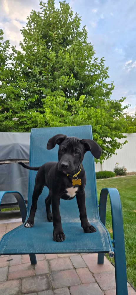 August, an adoptable Labrador Retriever in Spokane, WA, 99207 | Photo Image 1