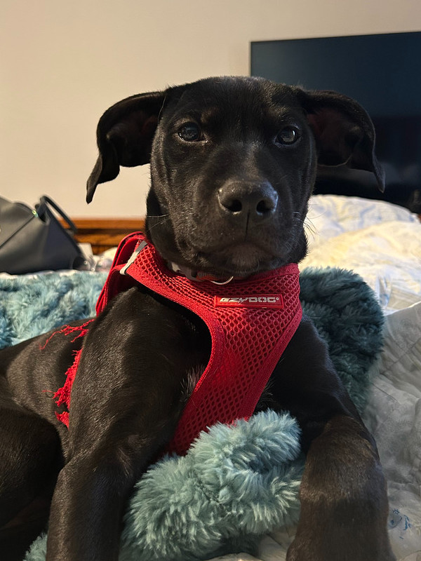 August, an adoptable Labrador Retriever in Spokane, WA, 99207 | Photo Image 2