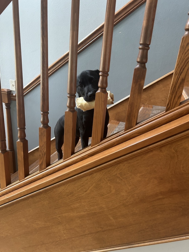 August, an adoptable Labrador Retriever in Spokane, WA, 99207 | Photo Image 3