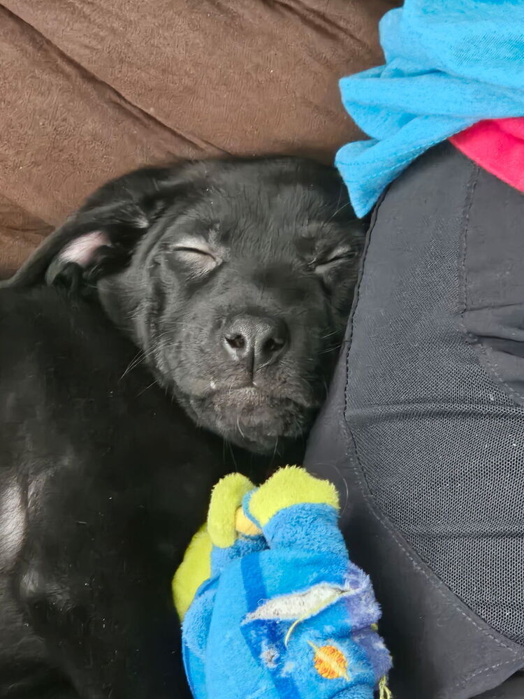 August, an adoptable Labrador Retriever in Spokane, WA, 99207 | Photo Image 4