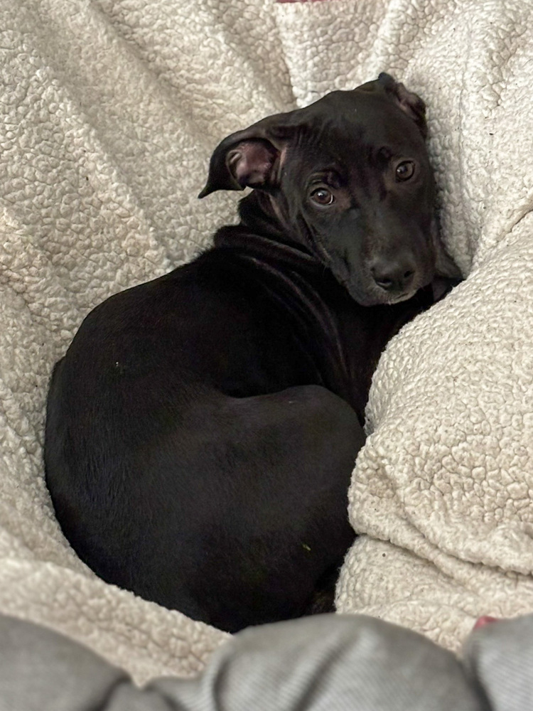 June, an adoptable Labrador Retriever in Spokane, WA, 99207 | Photo Image 3