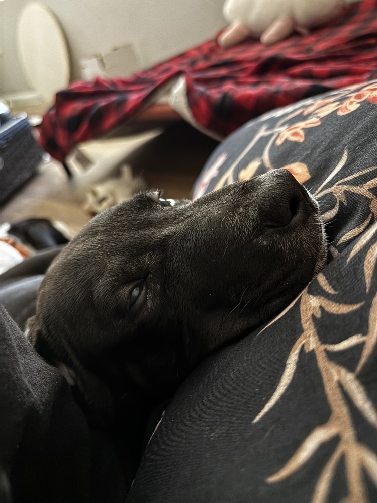 June, an adoptable Labrador Retriever in Spokane, WA, 99207 | Photo Image 2