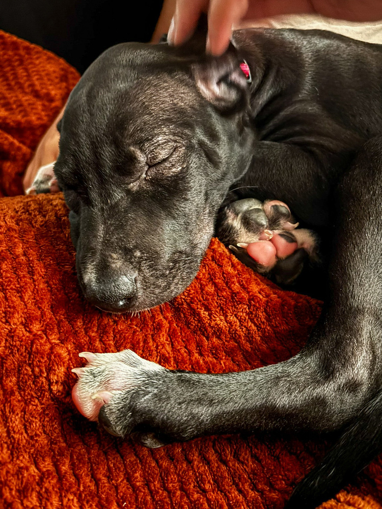 June, an adoptable Labrador Retriever in Spokane, WA, 99207 | Photo Image 4