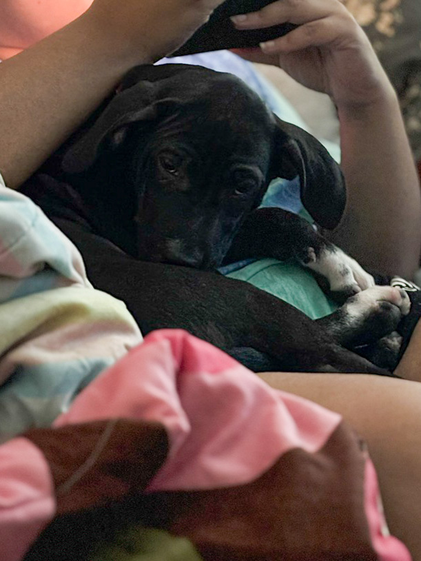 June, an adoptable Labrador Retriever in Spokane, WA, 99207 | Photo Image 6