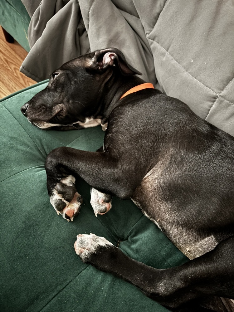 June, an adoptable Labrador Retriever in Spokane, WA, 99207 | Photo Image 4