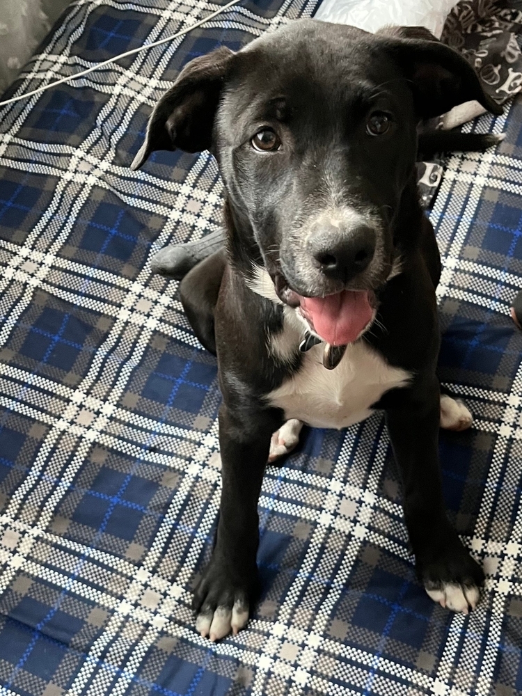 April, an adoptable Labrador Retriever in Spokane, WA, 99207 | Photo Image 1