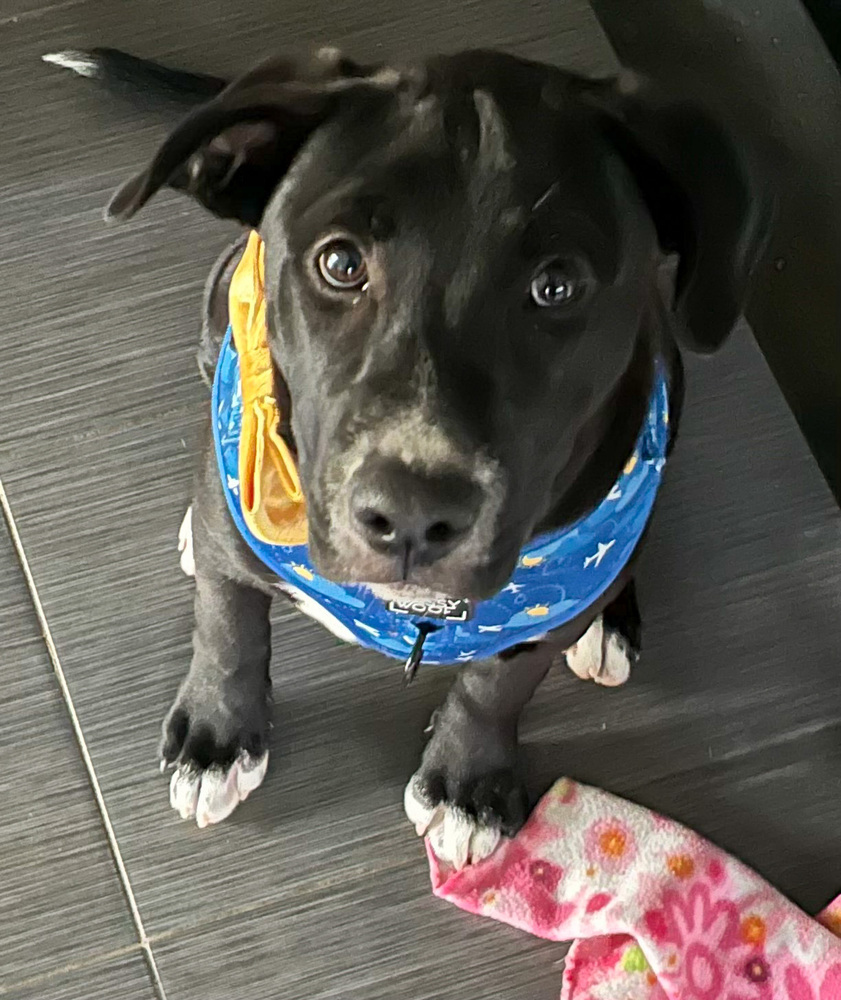 April, an adoptable Labrador Retriever in Spokane, WA, 99207 | Photo Image 1