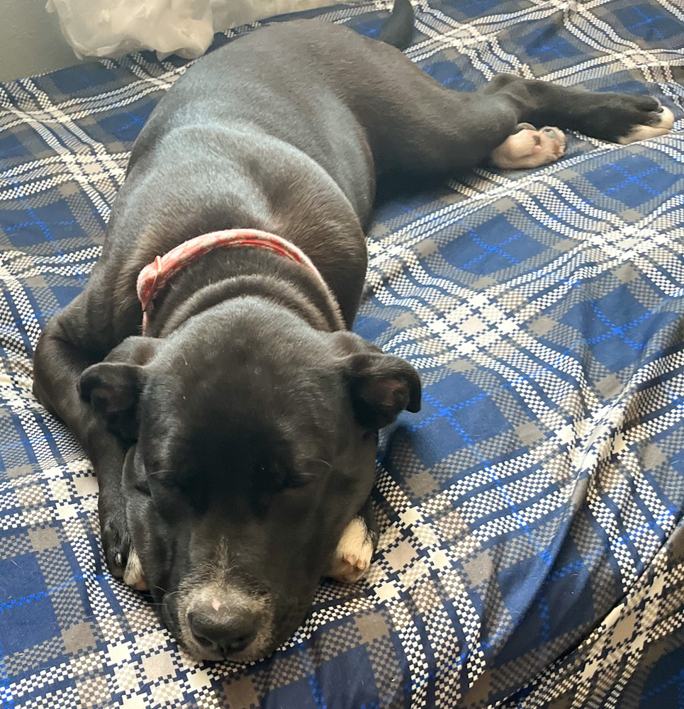 April, an adoptable Labrador Retriever in Spokane, WA, 99207 | Photo Image 3