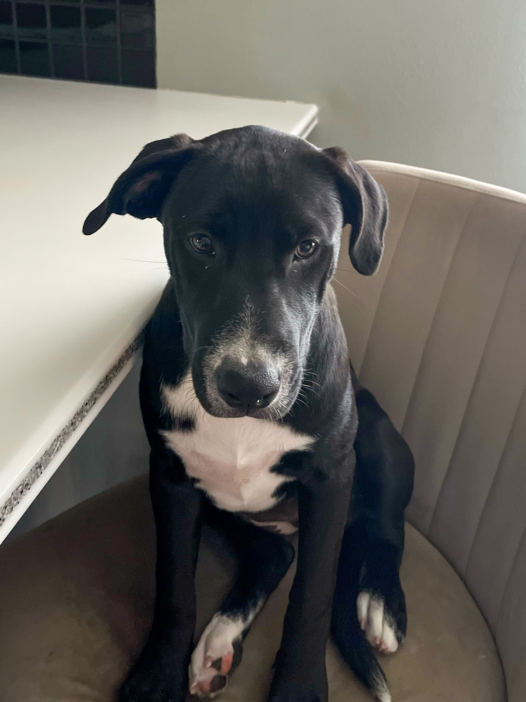 April, an adoptable Labrador Retriever in Spokane, WA, 99207 | Photo Image 4