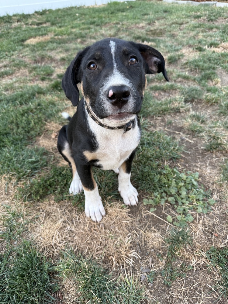 July, an adoptable Labrador Retriever in Spokane, WA, 99207 | Photo Image 2