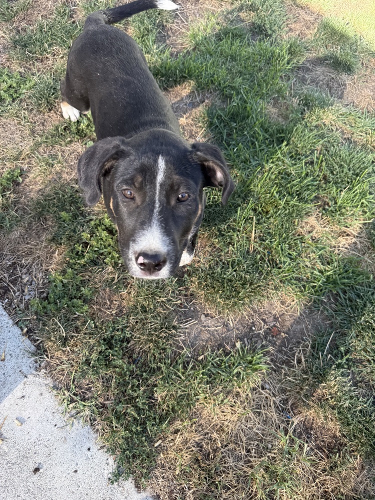 July, an adoptable Labrador Retriever in Spokane, WA, 99207 | Photo Image 4