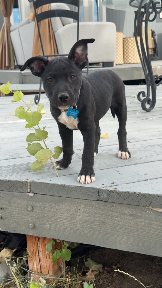 March, an adoptable Labrador Retriever in Spokane, WA, 99207 | Photo Image 1