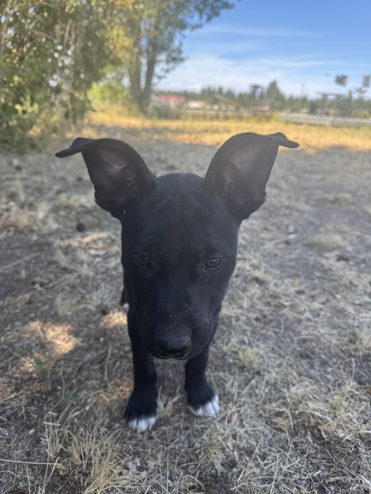 March, an adoptable Labrador Retriever in Spokane, WA, 99207 | Photo Image 2