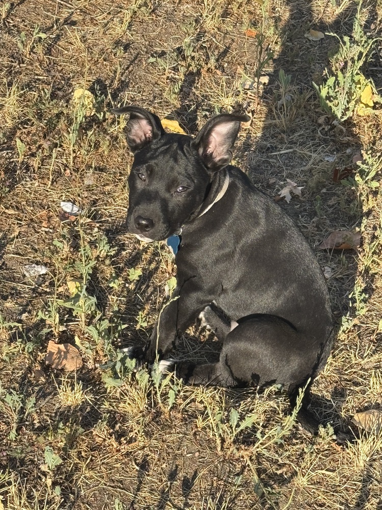March, an adoptable Labrador Retriever in Spokane, WA, 99207 | Photo Image 3