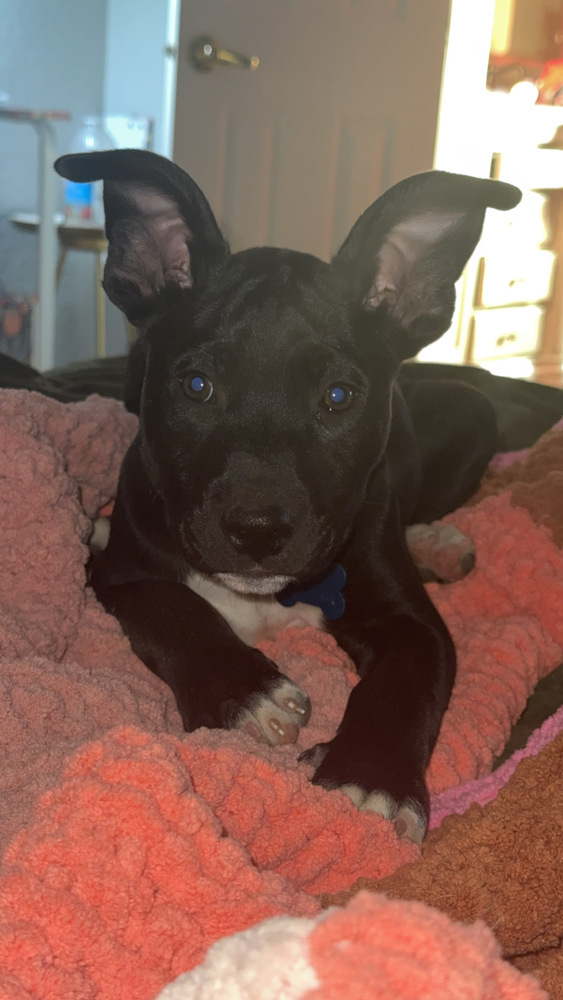 March, an adoptable Labrador Retriever in Spokane, WA, 99207 | Photo Image 4