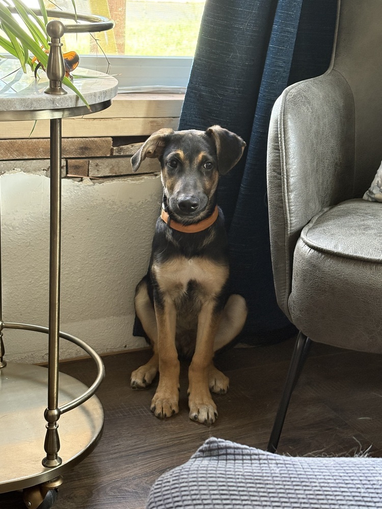 Cubano, an adoptable German Shepherd Dog in Spokane, WA, 99207 | Photo Image 1
