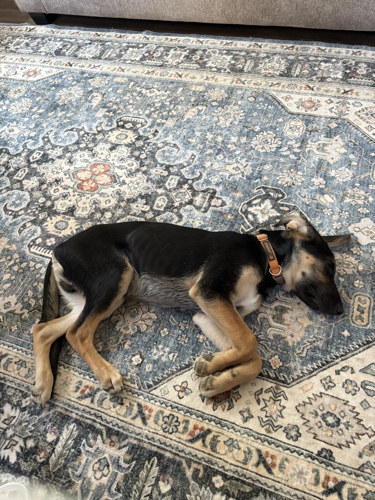 Cubano, an adoptable German Shepherd Dog in Spokane, WA, 99207 | Photo Image 2
