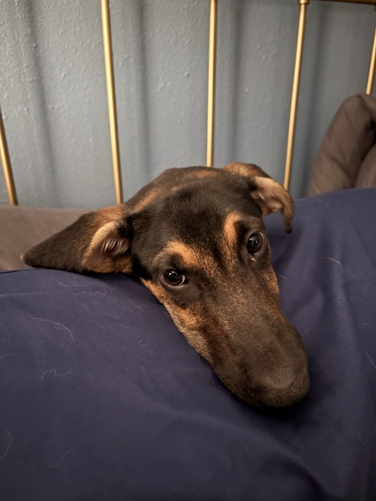 Cubano, an adoptable German Shepherd Dog in Spokane, WA, 99207 | Photo Image 3