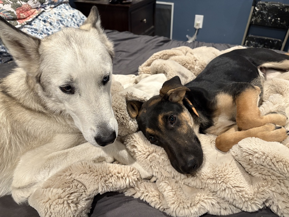 Cubano, an adoptable German Shepherd Dog in Spokane, WA, 99207 | Photo Image 4