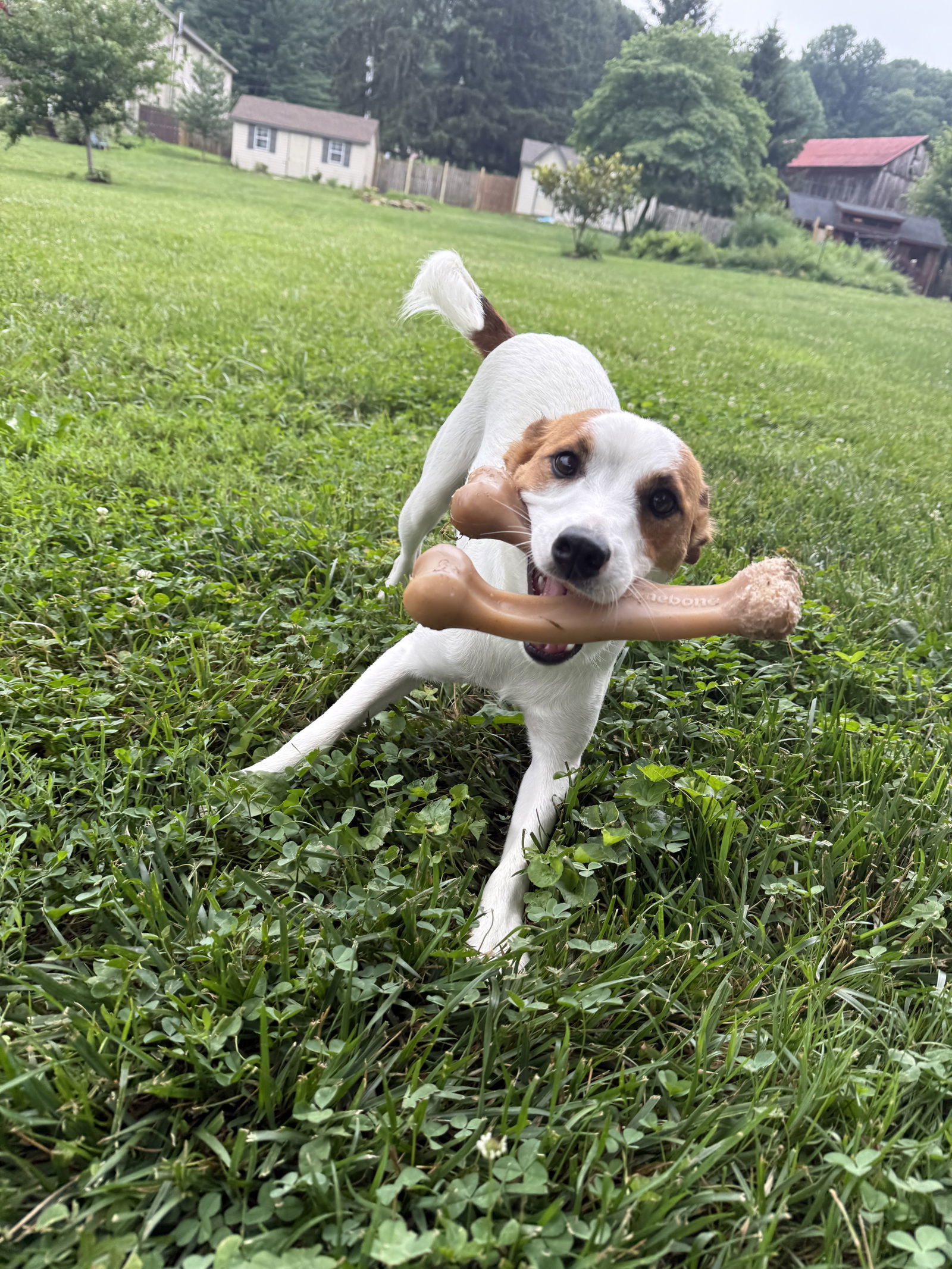 Benny