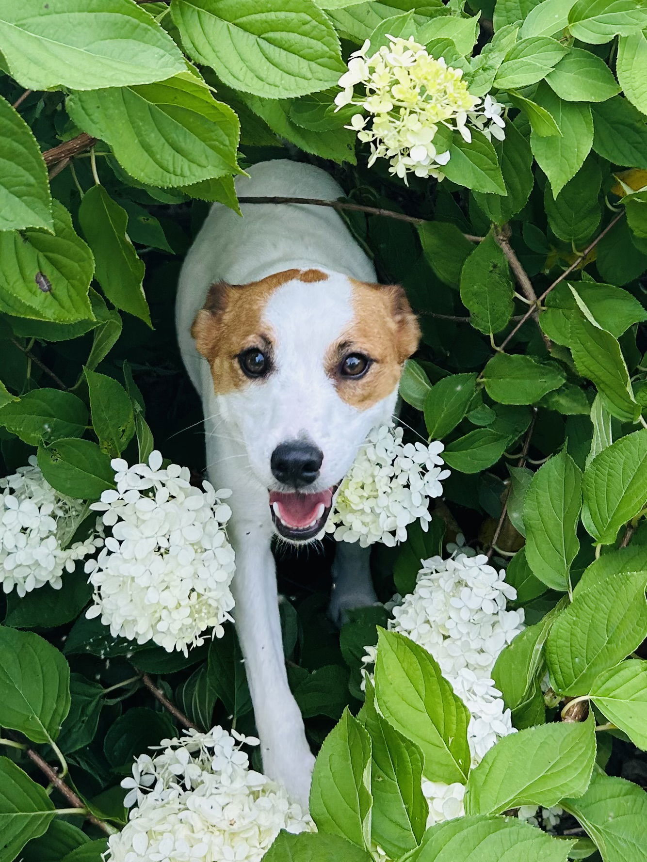 Benny