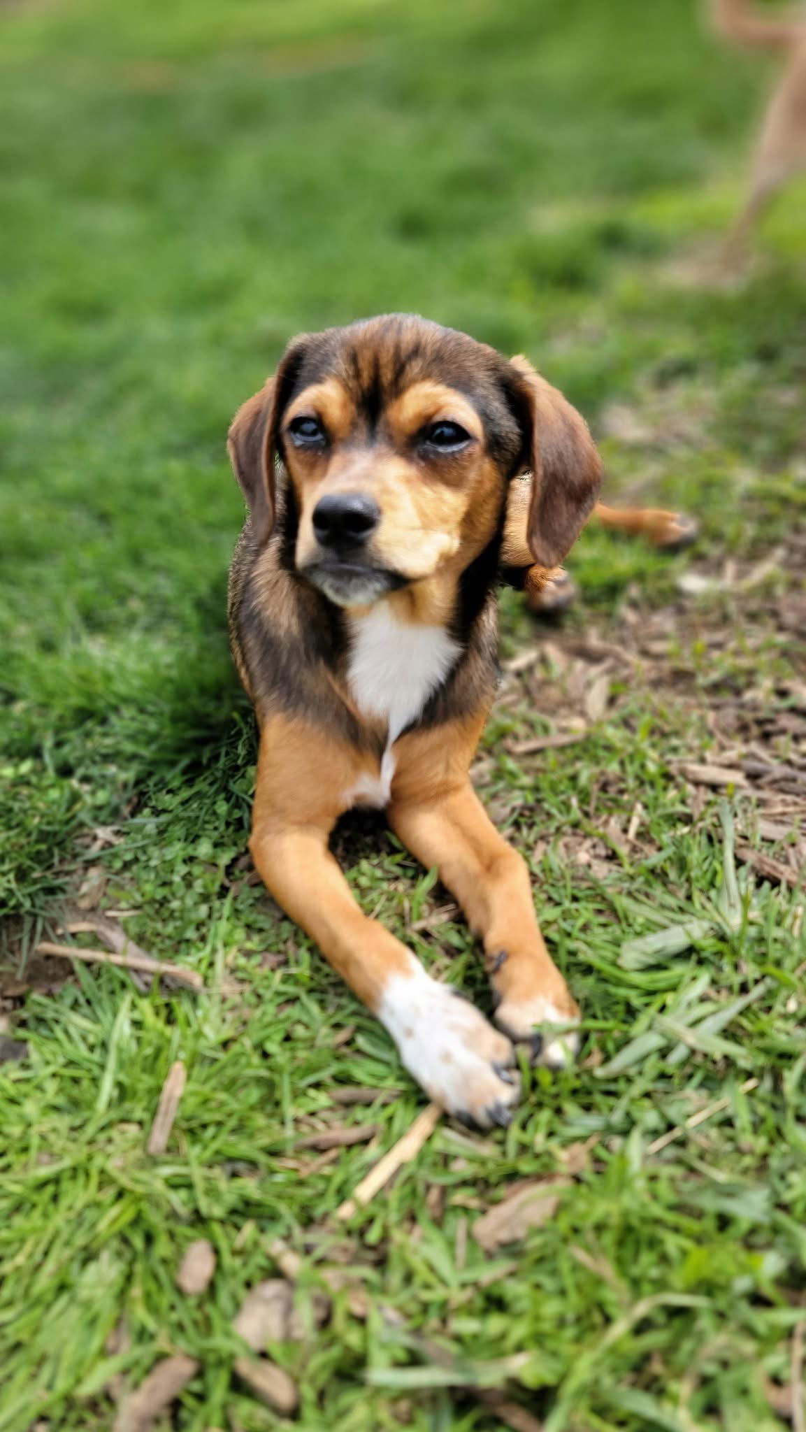Widdle