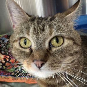 Biscuit, Adult Female unknown