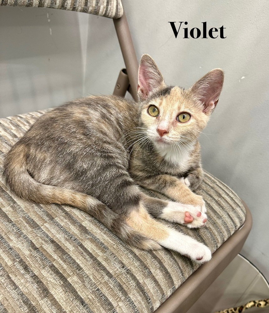Violet
