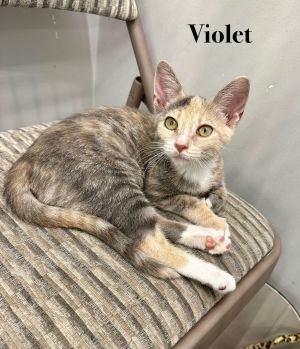 Violet, Baby Female unknown