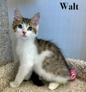 Walt, Baby Male unknown