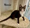 Moxie photo 2