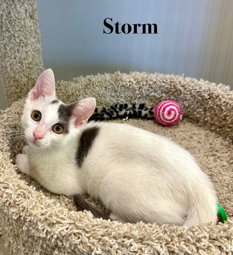Storm