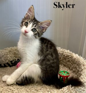 Skyler, Baby Female unknown