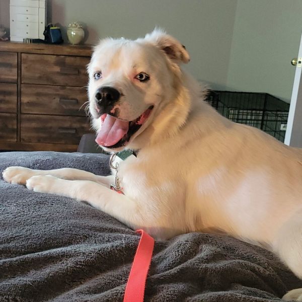 Falcor