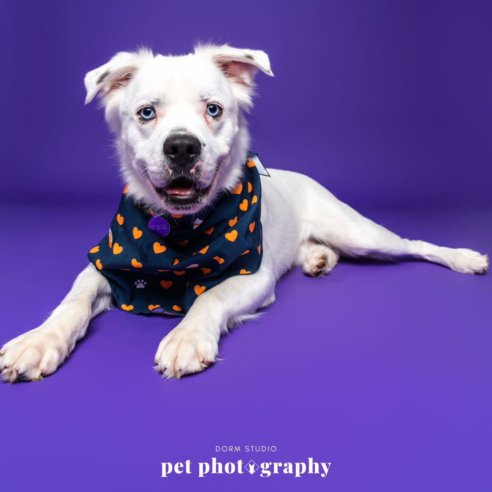 Falcor, an adoptable Great Pyrenees in Fargo, ND, 58103 | Photo Image 1