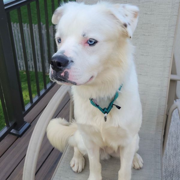 Falcor thumbnail 2