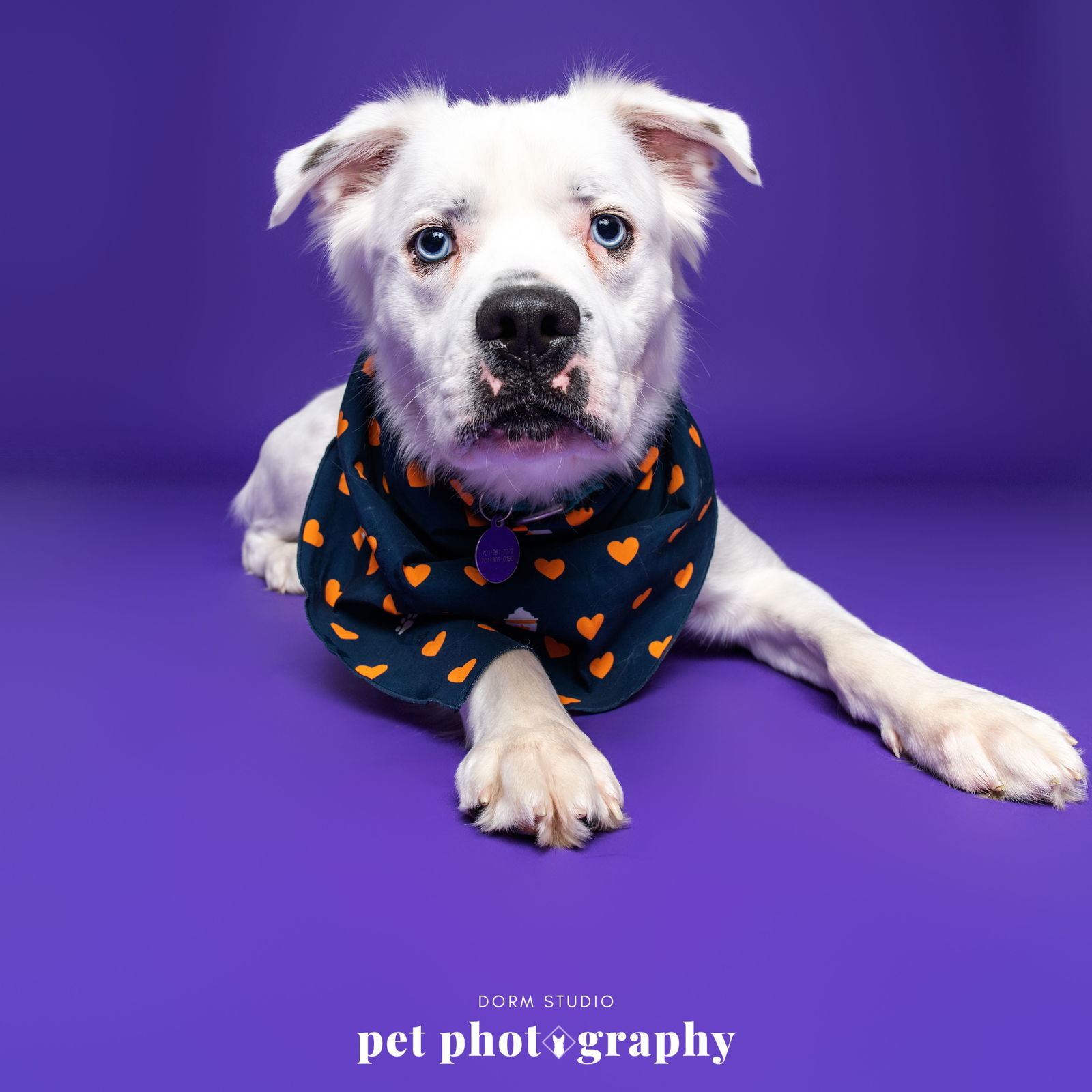 Falcor, an adoptable Great Pyrenees in Fargo, ND, 58103 | Photo Image 2