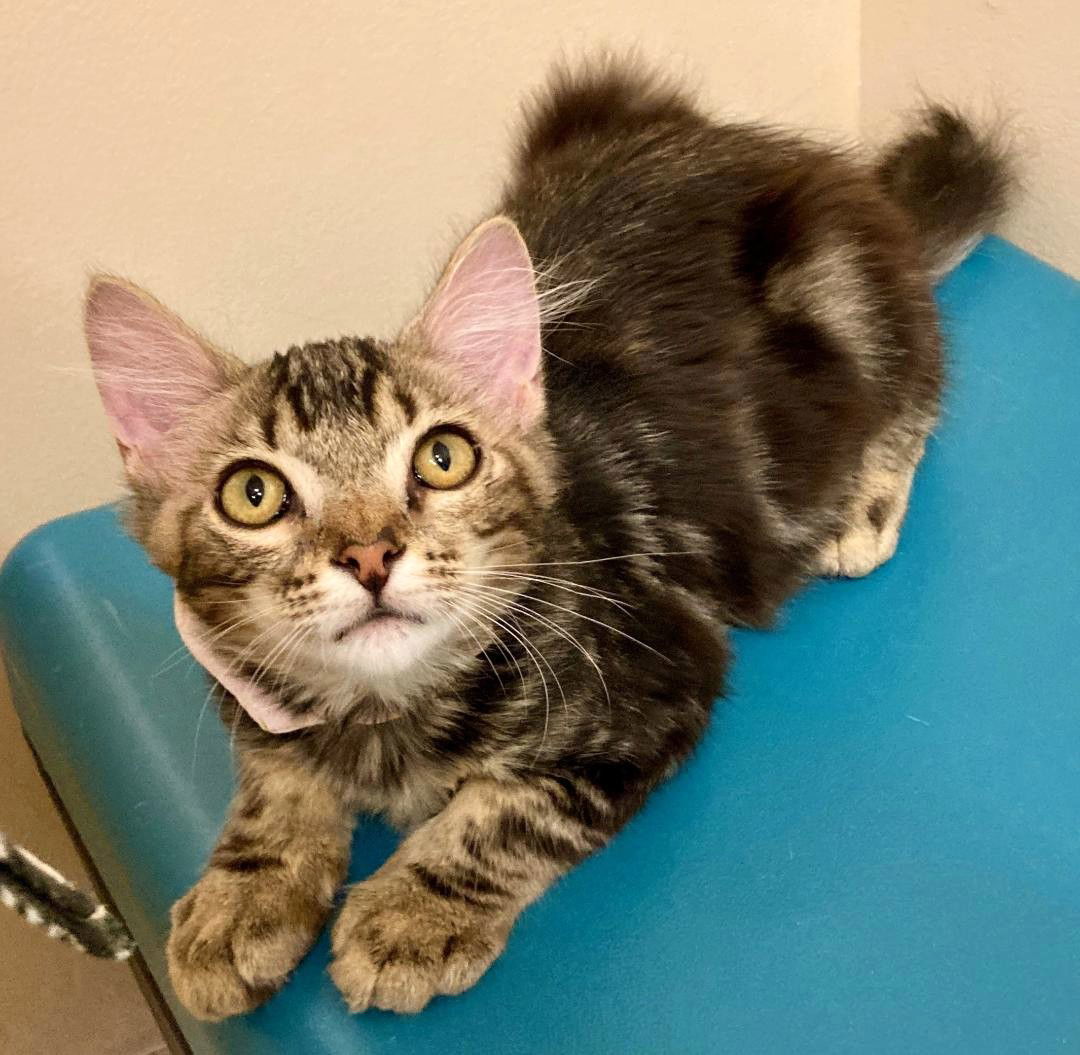 Kitten Tree