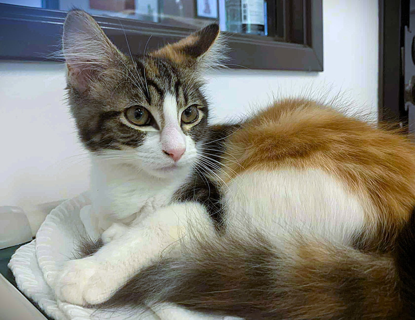 Kitten Blair