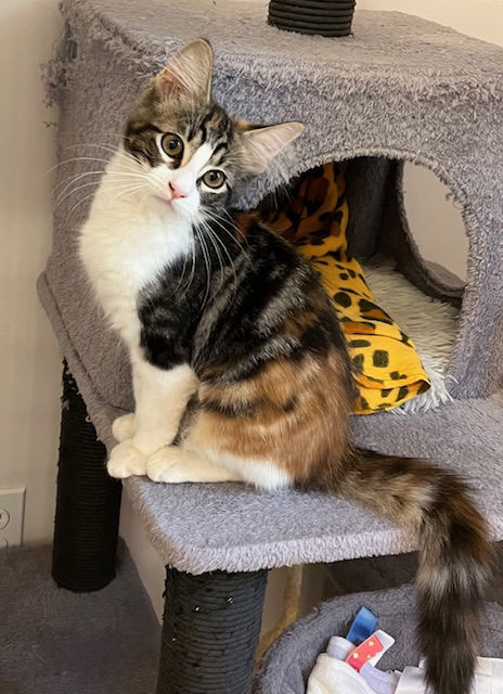 Kitten Blair