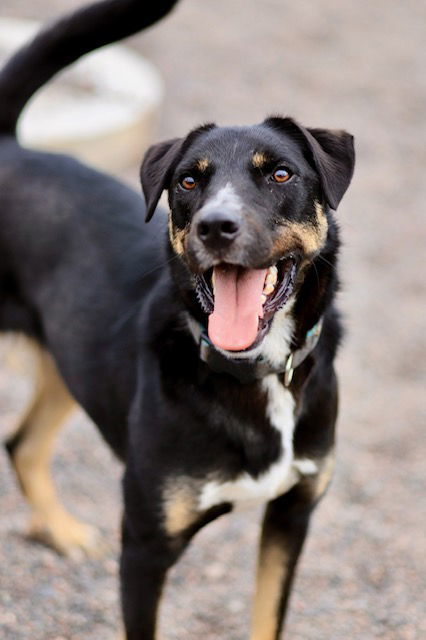 King, an adoptable Beauceron in Webster, WI, 54893 | Photo Image 1