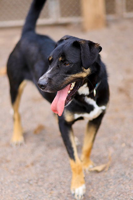 King, an adoptable Beauceron in Webster, WI, 54893 | Photo Image 2